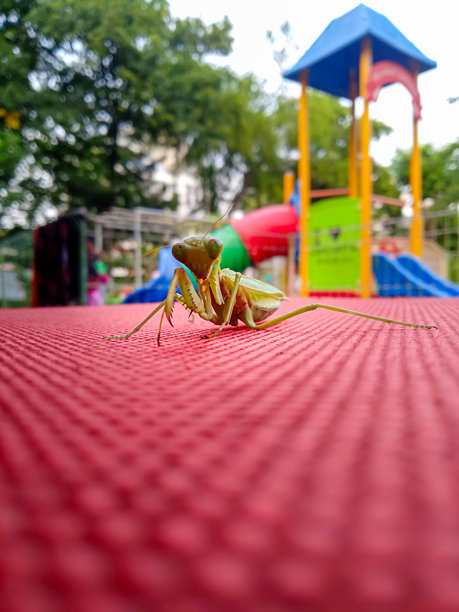 绿色蚂蚱在红色地毯上的正面照片图片下载