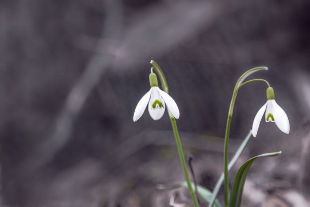 精致的春季花卉特写。小巧的白色雪花莲。花卉的微距照片。婚礼贺卡背景。留白空间。适合礼品卡的图片。爱的象征。海报背景。图片下载