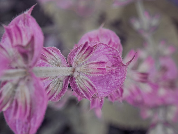 粉色花朵特写，背景模糊。色彩缤纷的夏季和春季花卉。婚礼祝福背景。留白。适合贺卡的图片。爱的象征。海报背景。留有文字空间。图片下载