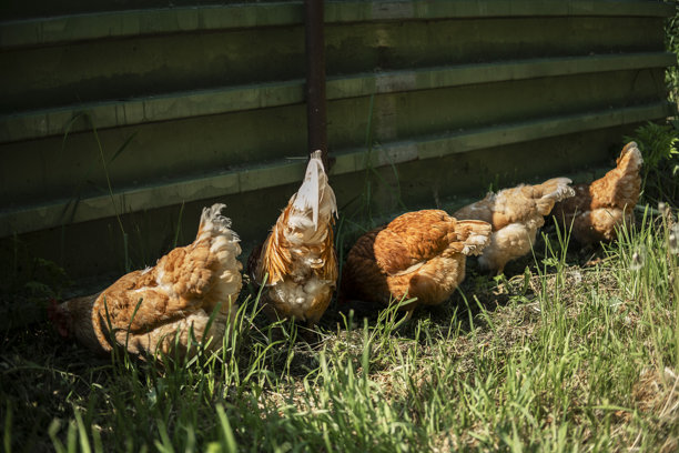 这张照片捕捉了这些鸟类及其生活环境的自然美。图片下载