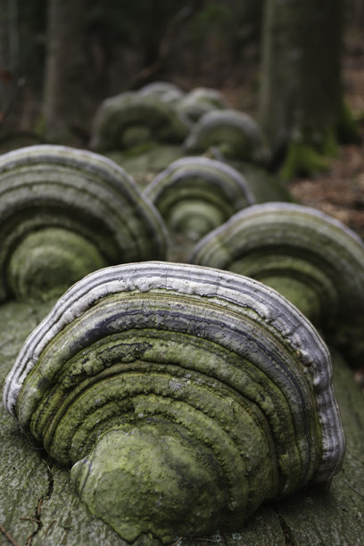阴郁森林中的野生动物背景，倒下的老树上长满了木耳和苔藓。火绒菌（Fomes fomentarius）是一种常见的生长在树干上的蘑菇特写。森林自然图片图片下载