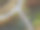 湖边红杉树公园的航拍照片图片下载