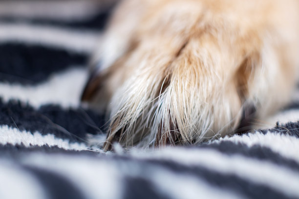 白色狗爪特写，微距照片图片下载