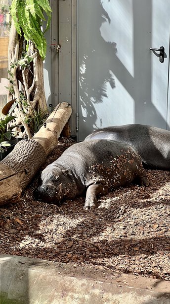 动物园里睡觉的河马垂直照片图片下载