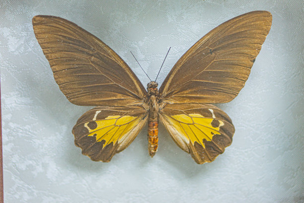 特写照片展示了一只展开翅膀的蝴蝶，显示出其两面。这只昆虫具有多彩的翅膀图案和一个细长的身体，分为头部、胸部和后翅。图片下载