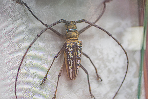 特写照片展示了一只伪装的蝗虫或蟋蟀，具有适合栖息或跳跃的细长腿和触角，昆虫的身体清晰对焦，背景模糊。图片下载