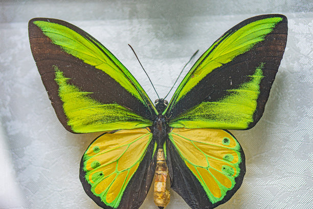 特写的蝴蝶，翅膀呈现鲜艳的绿色，带有对比鲜明的黄色花纹，背景模糊，可能是一张照片，风格暗示如此。图片下载