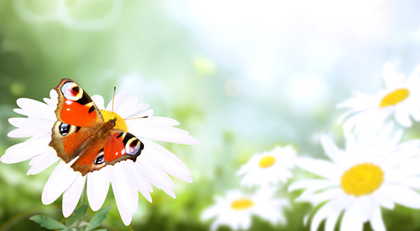 孔雀蝶停在野生洋甘菊花上，背景是阳光明媚的春季草地。夏季场景中，洋甘菊花映衬着绿色背景。这是一幅色彩斑斓、柔和焦点的风景照片。图片下载