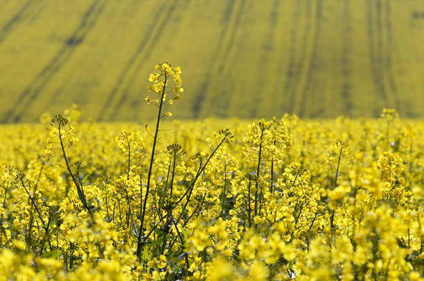 油菜花的图片图片下载