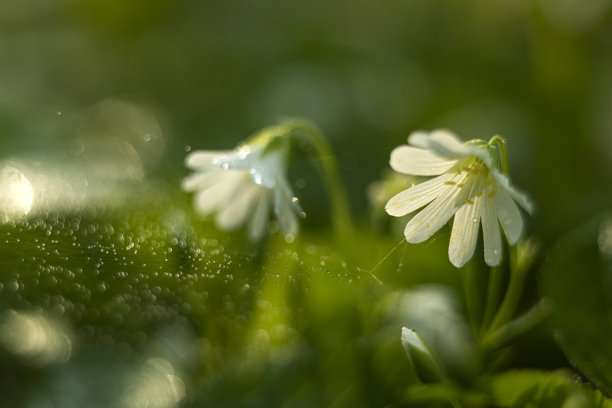 春天细腻的白色花朵在草地上，伴随着水滴和露珠。艺术感十足的特写照片。花朵为星星草。水滴形成的网状结构，营造出神奇的效果。背景模糊。图片下载