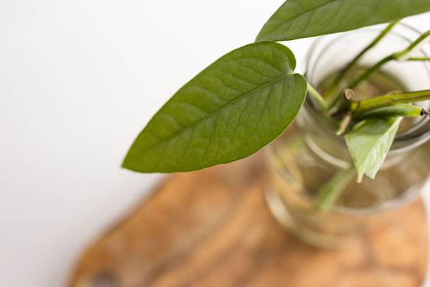 室内植物Cebu蓝色照片，年轻根系在玻璃罐中，留有空白空间图片下载