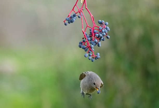 欧洲石叠鸟 - 雄性在多彩背景上栖息。照片拍摄于土耳其梅尔辛。图片下载