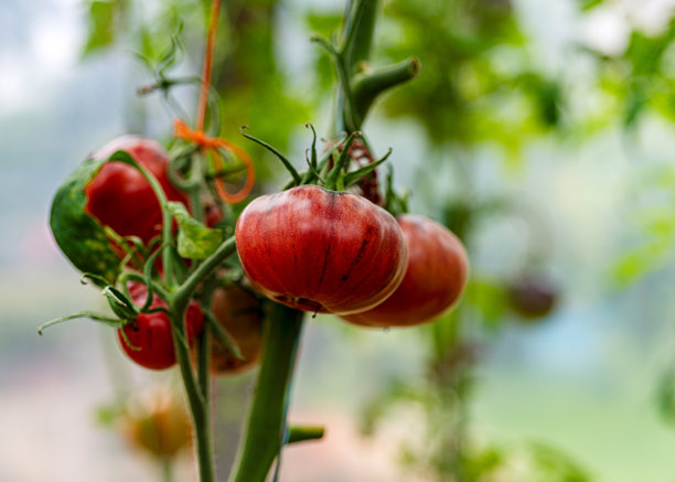 温室中多汁美丽的番茄照片，园丁的概念图片下载