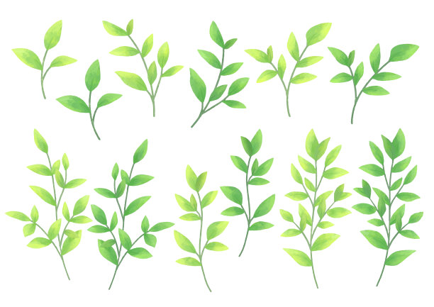 手绘插图的绿色叶子矢量素材集，生机勃勃的春夏植物，设计装饰用。图片下载
