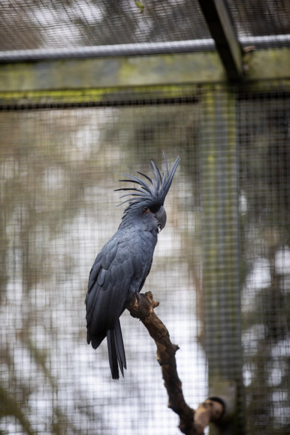 这只美丽的棕榈鹦鹉（probosciger aterrimus）飞到这根树枝上栖息了一会儿，观察着旁观者。这张照片是在一个野生动物保护区拍摄的。图片下载