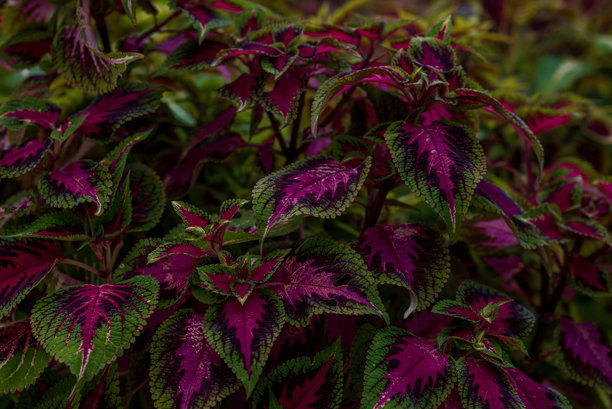 五彩缤纷的凤仙花植物照片。图片下载