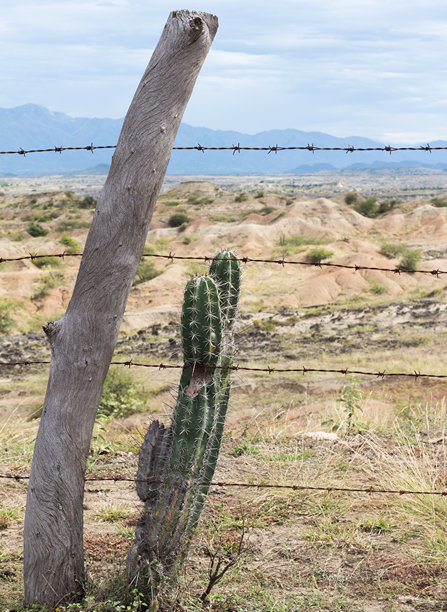 创意艺术照片，展示了塔塔科亚沙漠中一棵仙人掌和一段木栅栏的铁丝网。地点：哥伦比亚，乌伊拉，维拉维哈。图片下载