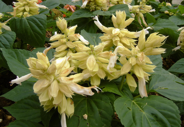 一张在草地上的一束花的照片，一盆黄花绿叶的植物。图片下载