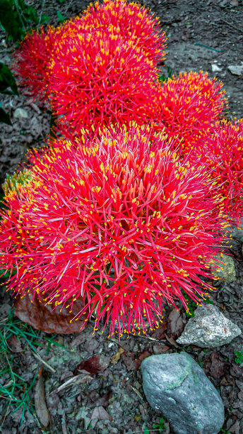 这张充满活力的红色野花盛开的照片让人联想到自然的优雅和活力，象征着户外的美丽。图片下载