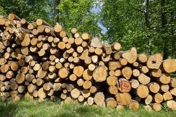 巴德苏登阿伦多夫地区森林中的倒下树木。高质量照片。图片下载