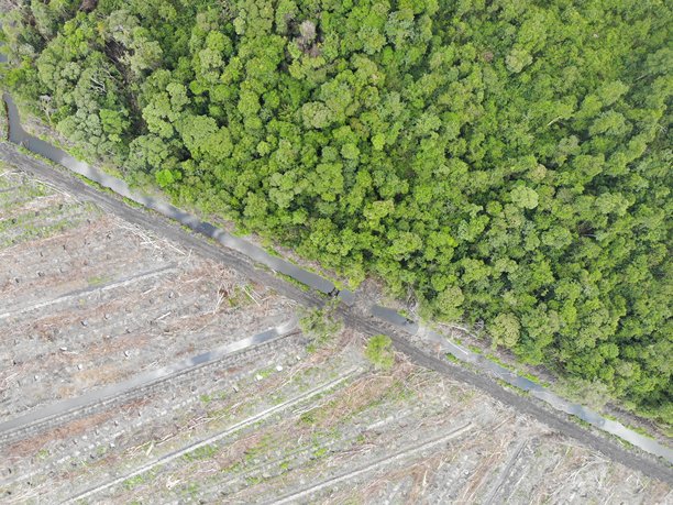 森林砍伐。印尼雨林的航拍照片图片下载