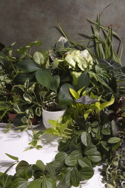 桌子上的各种室内植物。家庭丛林与心理健康概念。选择性焦点，留白。手工照片，非人工智能生成。图片下载