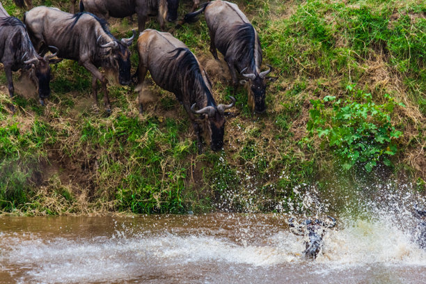 角马（Connochaetes）在坦桑尼亚塞伦盖蒂国家公园的马拉河上游渡过。大迁徙。野生动物照片图片下载
