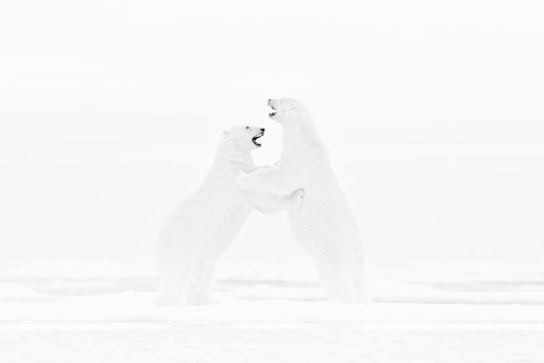 艺术自然斗争舞蹈。黑白艺术照片展示两只北极熊在斯瓦尔巴群岛漂浮的冰上打斗。动物在白雪中搏斗，野生动物。北极自然，白雪和冰。图片下载
