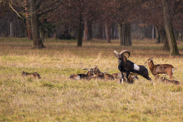梅花鹿 - 日本鹿，母鹿与野羊在草地和森林中。来自野生自然的照片。图片下载