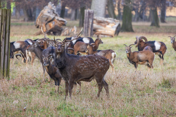 梅花鹿 - 日本鹿，母鹿与野山羊在草地和森林中。来自野生自然的照片。图片下载