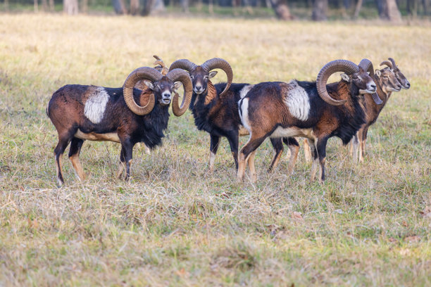 梅花鹿 - 日本鹿，母鹿与野羊在草地和森林中。来自野生自然的照片。图片下载
