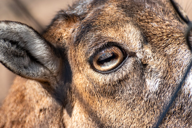 山羊眼部特写照片图片下载