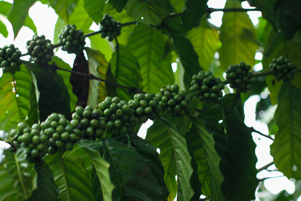 印尼种植园白天新鲜绿色咖啡果实在树上的照片图片下载