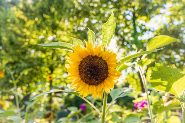 夕阳落在盛开的向日葵上。明亮的向日葵盛开的照片和阳光就在他们后面图片下载
