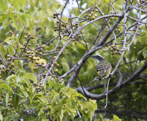 一只大黄嘴鸟的特写照片图片下载
