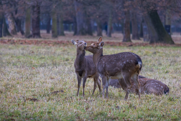 梅花鹿 - 日本鹿，母鹿与野羊在草地和森林中。来自野生自然的照片。图片下载