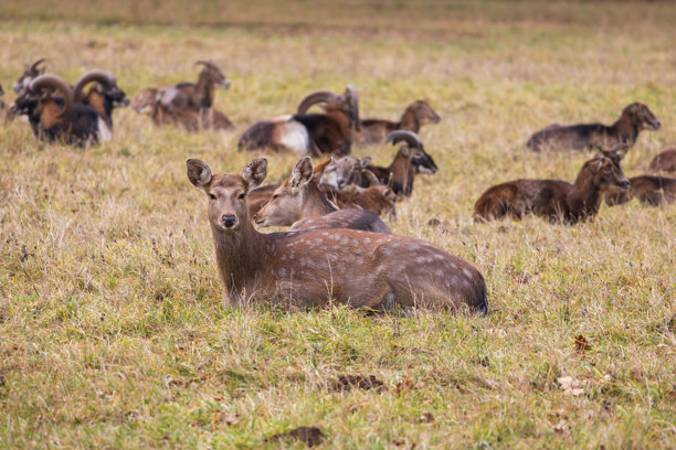 梅花鹿 - 日本鹿，母鹿与野山羊在草地和森林中。来自野生自然的照片。图片下载
