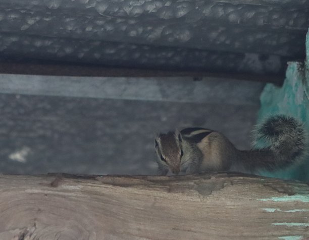 可爱的松鼠在森林中吃食物，清晨旅行时拍摄的照片图片下载