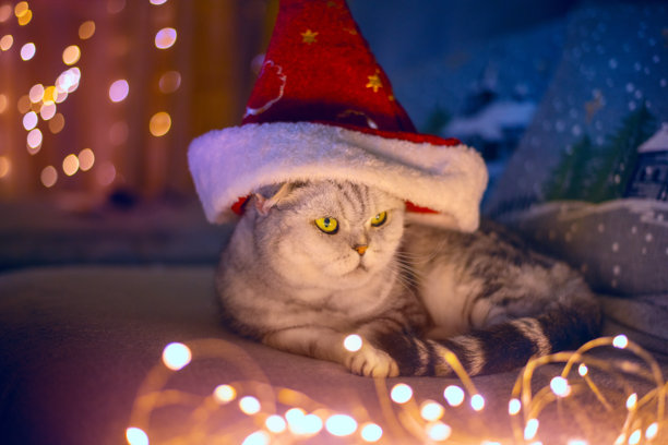 戴着圣诞老人帽的灰色虎斑垂耳猫，背景是模糊的灯光装饰。黑暗的夜晚照片，营造出冬季节日的温馨氛围。图片下载