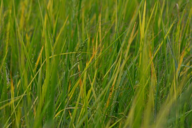 稻田和水稻的背景照片图片下载