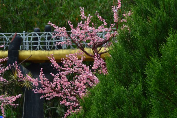 樱花和松树的背景照片图片下载