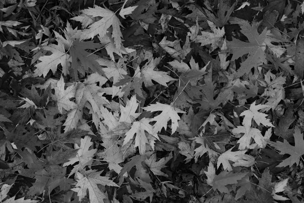 美丽的枫叶在秋天的晴天前景和模糊的背景。黑白照片。图片下载