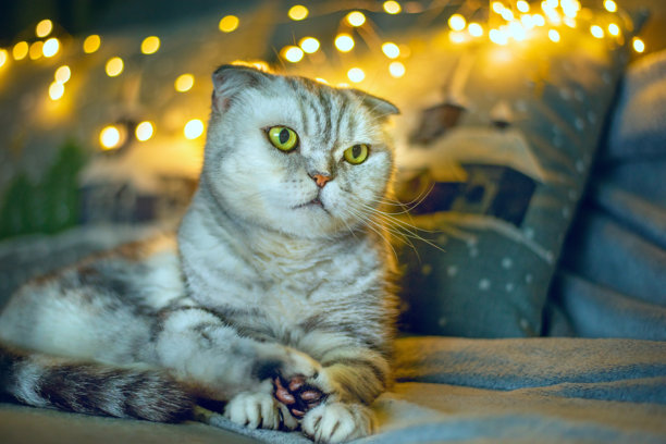 冬季傍晚温馨的家居环境中，一只灰色条纹的苏格兰折耳猫，营造出圣诞氛围，伴随着闪烁的灯光，昏暗的夜晚照片。图片下载