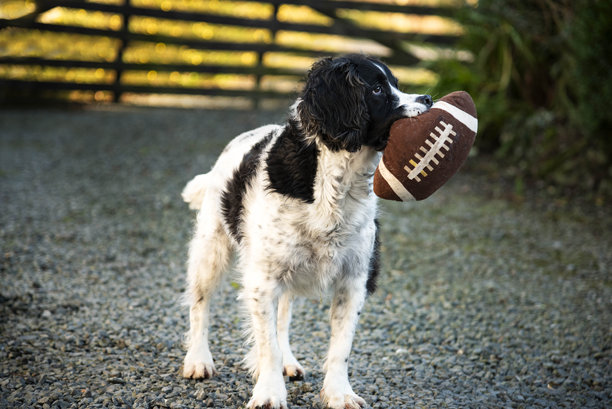 黑白色的西班牙猎犬开心地叼着它最喜欢的玩具 - 股票照片图片下载