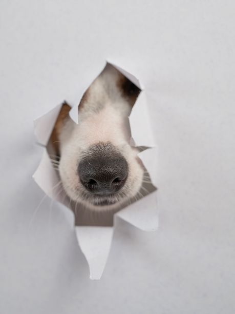 杰克罗素梗的鼻子从浅灰色纸板中探出。留白空间。竖版照片。图片下载
