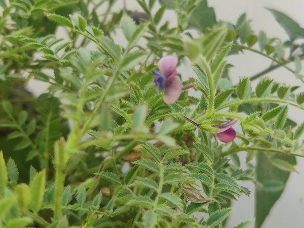 自然之美。小紫色果实花朵 - 股票照片图片下载