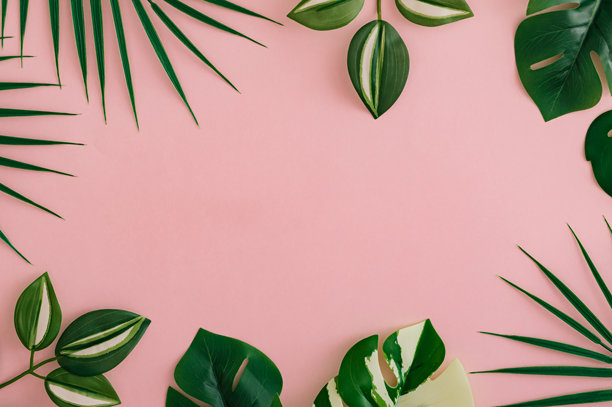 五彩缤纷的热带叶子在粉色背景上。极简夏季异国风情概念，留有空白。创意自然布局。边框排列。俯视横幅。图片下载