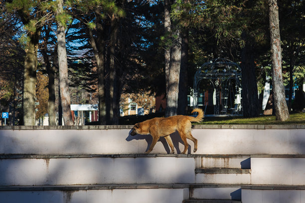 一只黄色狗在公园里散步，库存照片图片下载