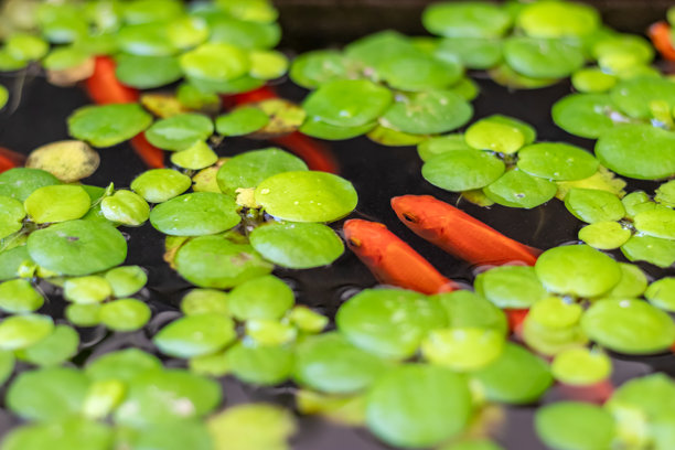 动物，水族馆，水族鱼，水生，水生植物，亚洲，饵料，美丽，呼吸，多彩，生物，可爱，吃，喂养，漂浮，淡水鱼，金鲤，金鱼，绿色，日本，日本的，日本图片，日本风格，日式图片下载