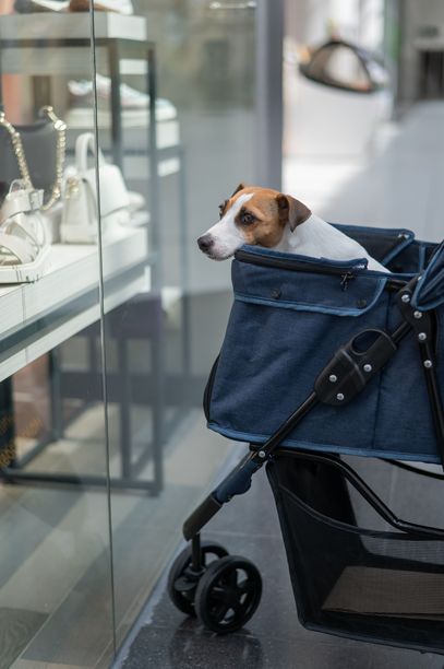 在商场与宠物购物。杰克罗素梗狗在婴儿车里。竖版照片。图片下载